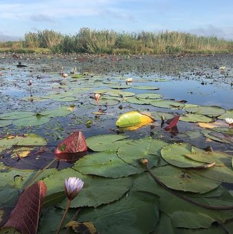 Botswana Chobe water lilies_