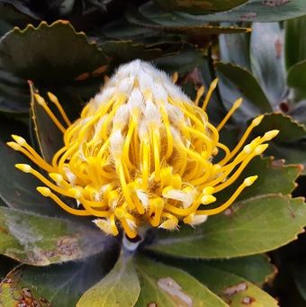 Fynbos - yellow pincushion