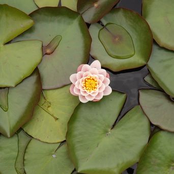 waterliliy 1